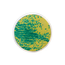 Image result for Vancomycin Resistant Enterococcus