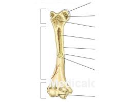 Femur drawing leg bone femur drawing blank diagram. Long Bone Diagram Unlabled Seniorsclub It Component Three Component Three Pietrodavico It