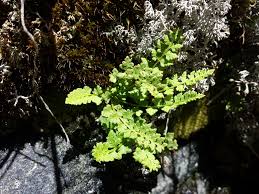 Image result for Woodsiaceae