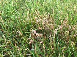 Red Thread Lawn Disease In Escanaba Mi