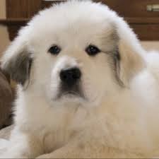 About 25 years ago we picked up our first great pyrenees from a bed and breakfast on vashon island. Elsa Snow Great Pyrenees Puppy 617519 Puppyspot