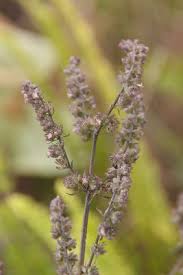 Image result for Mesosphaerum pectinatum