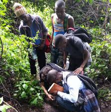 Image result for Acacia adenocalyx