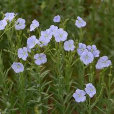 Image result for Linum usitatissimum