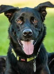 Lost pet pictures/posts are explicitly allowed! 8 Dogs For Adoption Salem Eugene Oregon Ideas Family Dogs Adoption Eugene Oregon