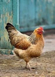Pin By Sungur Mumcu On Chickens N Roosters Chickens Backyard Chickens Farm Animals