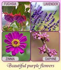 Lavender Flower Name In Hindi Best Flower Wallpaper