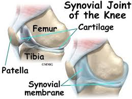 Maybe you would like to learn more about one of these? Knee Anatomy Eorthopod Com