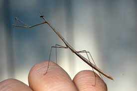 Image result for Tragia grandistipularis