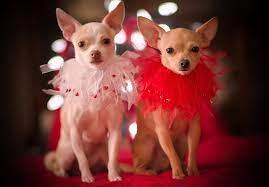 Shiloh Otis Happy Valentines Very Cute Dogs Chihuahua Love Pet Fashion