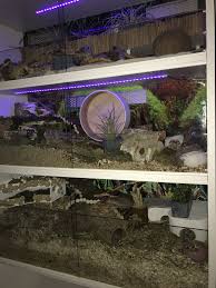 Pin By Pastel Unicorn85 On Animal Enclosures Animal Rescue Ideas Reptile Rescue Animal Sanctuary