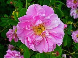 The Damask Rose Rosa X Damascena An Ancient Naturally Occurring Stable Hybrid Named For Damascus Where It Was Widely Rose Plants Rose Otto Essential Oil