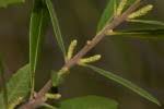 Image result for Myrica serrata