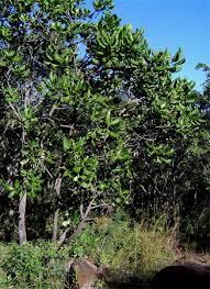 Image result for Uapaca