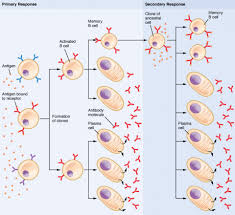 The Adaptive Immune Response B Lymphocytes And Antibodies
