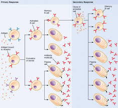 the adaptive immune response b lymphocytes and antibodies