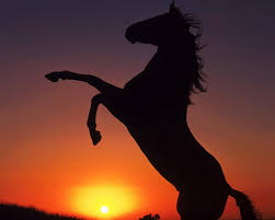 Image en coulere cheval au pat a imprimer gratuit : Coloriage D Un Cheval Qui Se Cabre A Imprimer Gratuit