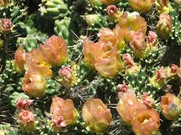 Image result for Opuntia imbricata