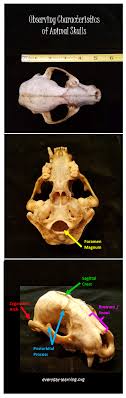 Cat skull reference by paperiapina on deviantart. Discover This Skull Identification