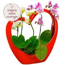 Fleuriste Creteil 94000 Livraison De Fleurs Creteil Florajet Com