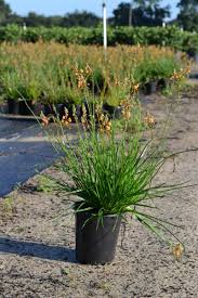 Image result for Bulbine