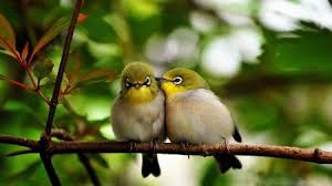 Love Sublime Love Natural Cool Cuple Photography Animals Nice Cute Photo Nature Feathers Love Beau Nature Birds Beautiful Birds Birds Wallpaper Hd