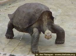 Este considerat o specie pe cale de dispariție deoarece populația din europa nu depășește 5000 de exemplare. Cele Mai Rare Animale Din Lume Ecomagazin Ro