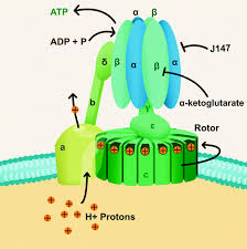 We did not find results for: Atp Synthase A Target For Dementia And Aging Rejuvenation Research