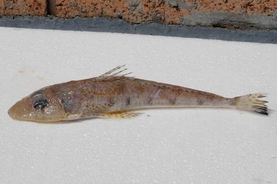 Platycephalus grandispinis
