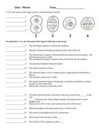 This student exploration meiosis gizmo answer key enables us know that true strength will not come. Meiosis Questions And Answers Biology Meiosis Quiz