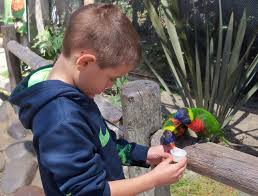 Pin By Vickey Kalambakal On Vickey Kall S Birds Los Angeles Area Long Beach Birder