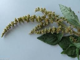 Image result for Amaranthus deflexus