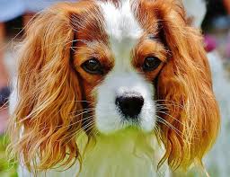 Kopek Suvari Kral Charles Spaniel Komik Evcil Hayvan Hayvan Kurk Kahverengi Beyaz Sevimli Pikist