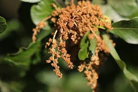 Image result for Searsia grossireticulata