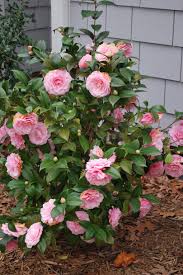 Pink Camellia Flowers Bush Pictures Png Evergreen Plants Garden Shrubs Camellia Plant