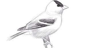 Create a sketch drawing in seconds. Learn To Draw Birds With David Sibley Audubon