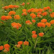 Image result for Asclepias foliosa