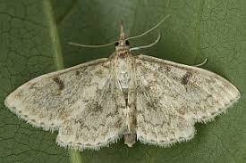 Image result for Anania perlucidalis