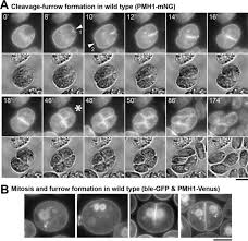 In plant cells cytokinesis occurs by formation of cleavage furrow. Cleavage Furrow Formation Without F Actin In Chlamydomonas Biorxiv
