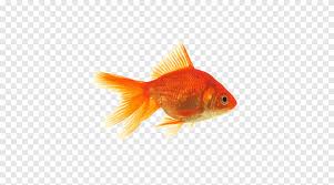 This entry was posted in and tagged butterfly moor, butterfly telescope, fish photography, goldfish, goldfish photography, show quality, solid gold, solid gold butterflies, solid gold fish, telescope goldfish, video on 05.10.2015 by admin. Oranda Common Goldfish Butterfly Tail Telescope Pink Fish Orange Aquarium Png Pngegg