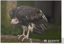 The okapi's tongue measures between 14 and 18 inches long. Geier Poster Pixers We Live To Change