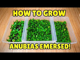 Birdies Raised Garden Beds Usa How To Grow Anubias Emersed For Profit Youtube