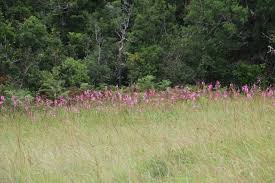 Image result for Helixanthera woodii