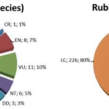 Image result for Ancistrorhynchus tenuicaulis