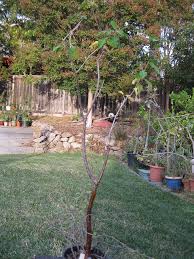 Image result for Euphorbia espinosa