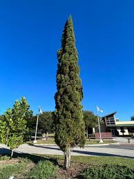 Image result for Cupressus sempervirens