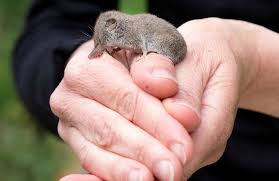 1 saison / 52 épisodes. 10 Animaux Aux Records Insolites Depuis Mon Hamac