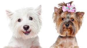 Image result for white yorkshire terrier