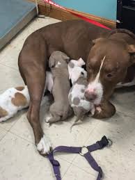 Animalssale found 14359 dogs for sale in usa, which meet your criteria. Animal Control Bluefield West Virginia