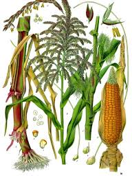 Maize Wikipedia